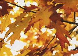 Normal_boom__bos__bladeren__herfst